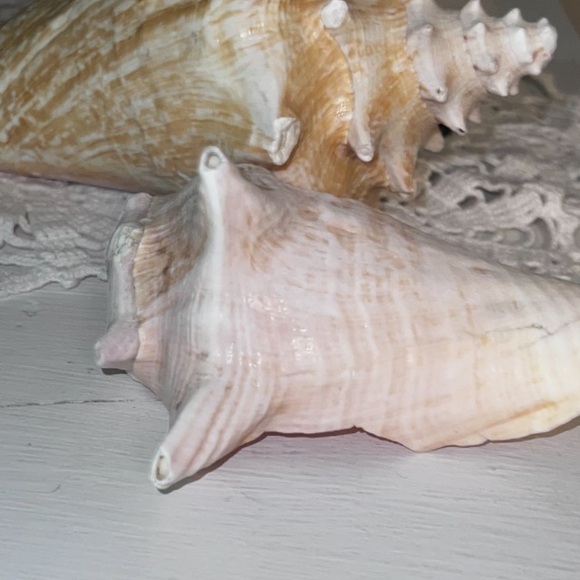 Large portion White Conch Shell - Picture 2 of 10